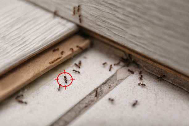 Best Rat Extermination Near Me  in Crestline, OH
