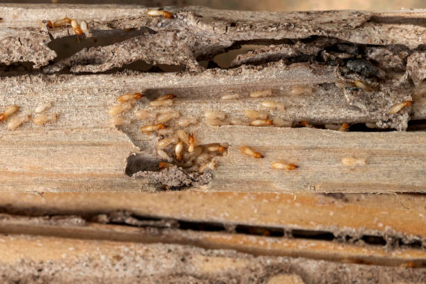 Trusted Crestline, OH Pest Control Experts