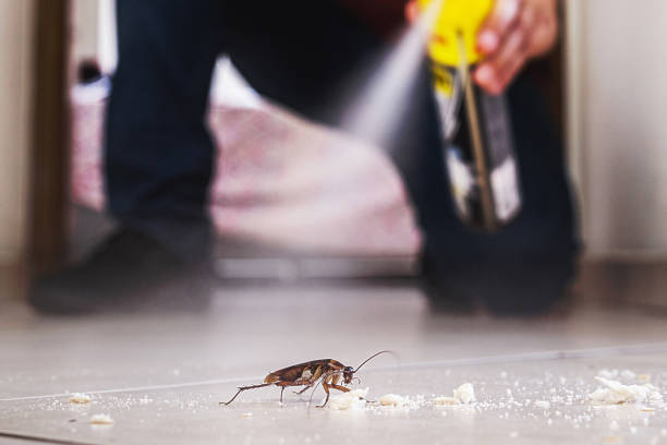 Best Spider Control Near Me  in Crestline, OH
