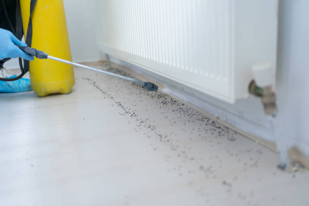 Best Rat Extermination Near Me  in Crestline, OH