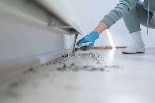 Best Spider Control Near Me  in Crestline, OH